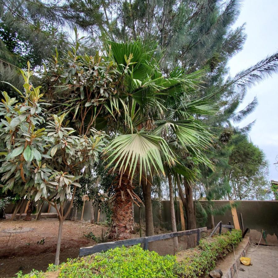 Palm Nest - Near Jkia 호텔 나이로비 외부 사진